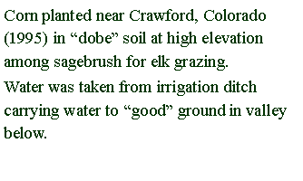 Text Box: Corn planted near Crawford, Colorado (1995) in dobe soil at high elevation among sagebrush for elk grazing.Water was taken from irrigation ditch carrying water to good ground in valley below.