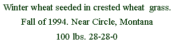 Text Box: Winter wheat seeded in crested wheat  grass. Fall of 1994. Near Circle, Montana100 lbs. 28-28-0