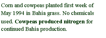 Text Box: Corn and cowpeas planted first week of May 1994 in Bahia grass. No chemicals used. Cowpeas produced nitrogen for continued Bahia production.