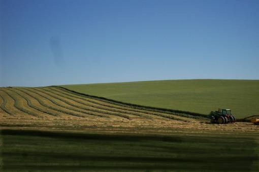 Hay barley being harvested near Circle, Montana