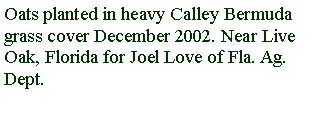 Text Box: Oats planted in heavy Calley Bermuda grass cover December 2002. Near Live Oak, Florida for Joel Love of Fla. Ag. Dept.