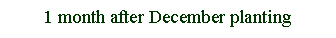 Text Box: 1 month after December planting